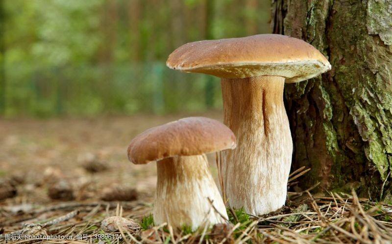 水草松树下的小蘑菇图片