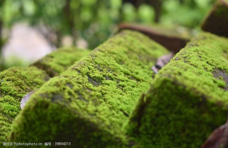 青苔苔藓图片