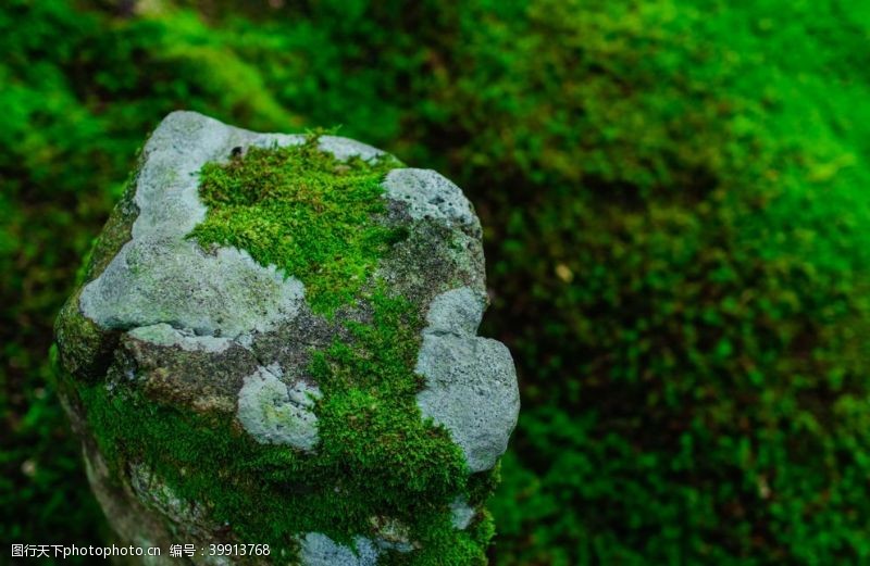 上海小院苔藓图片