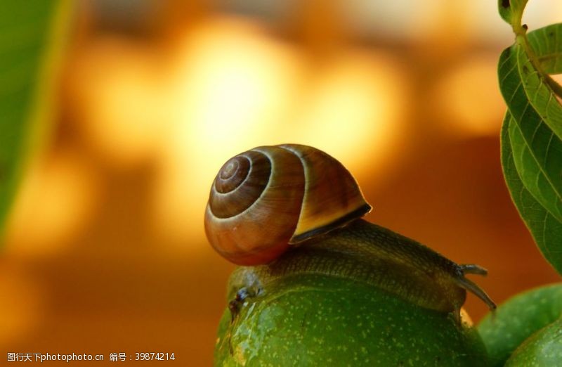 高清视频实拍素材蜗牛图片