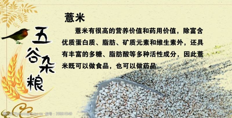 中医展板五谷杂粮薏米图片