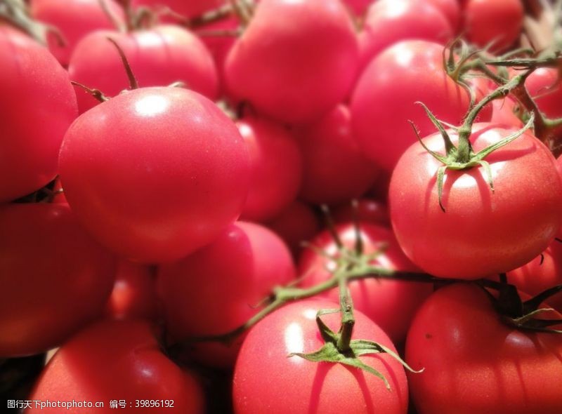 生态种植西红柿图片