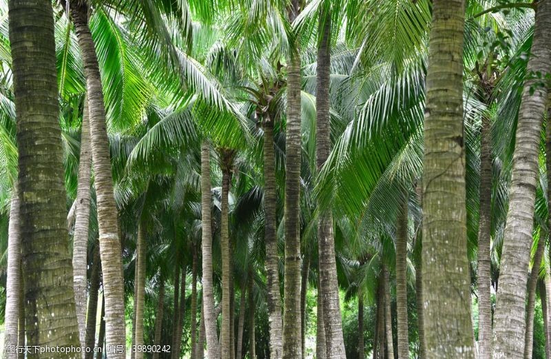 椰子树椰林图片