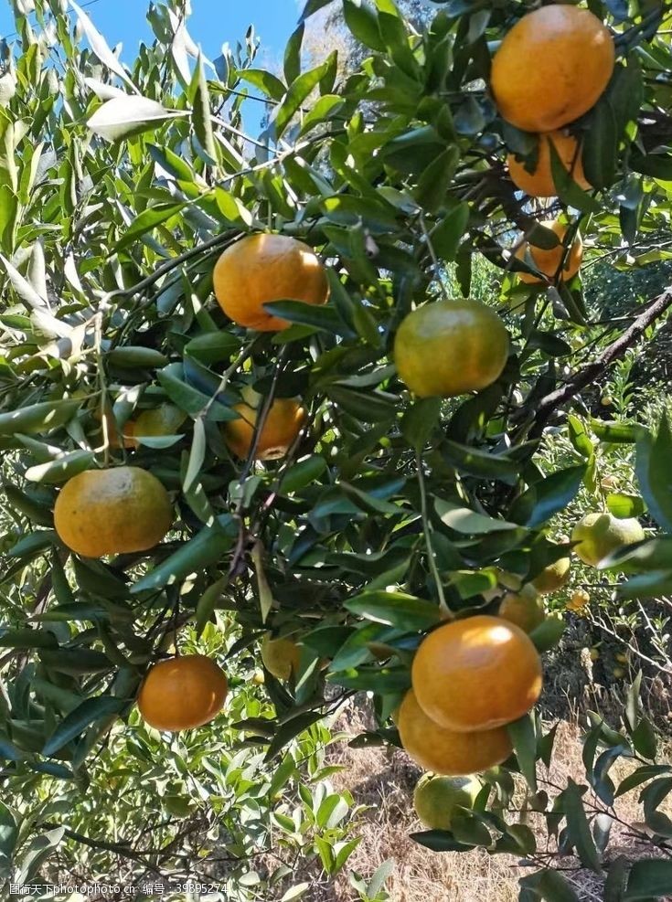橘子永春芦柑图片