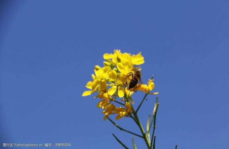 蜂蜜油菜花图片