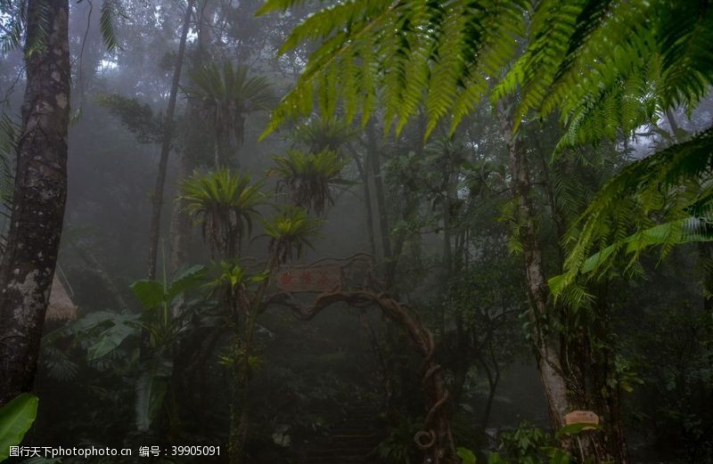 岭雨林秘境图片
