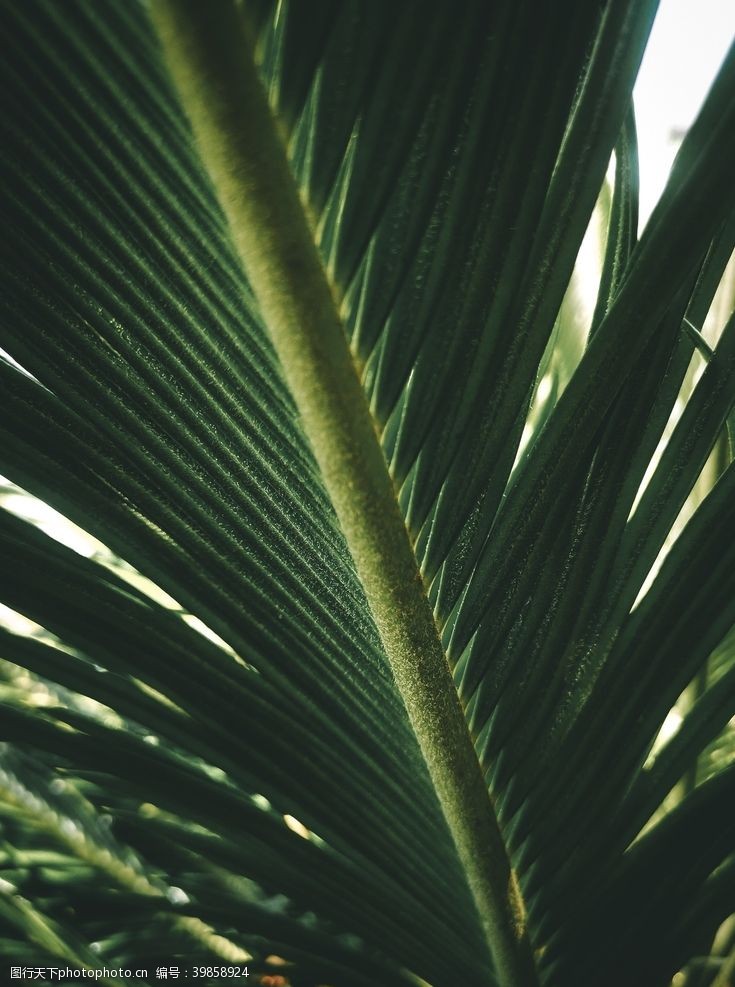 棕榈叶棕榈树图片