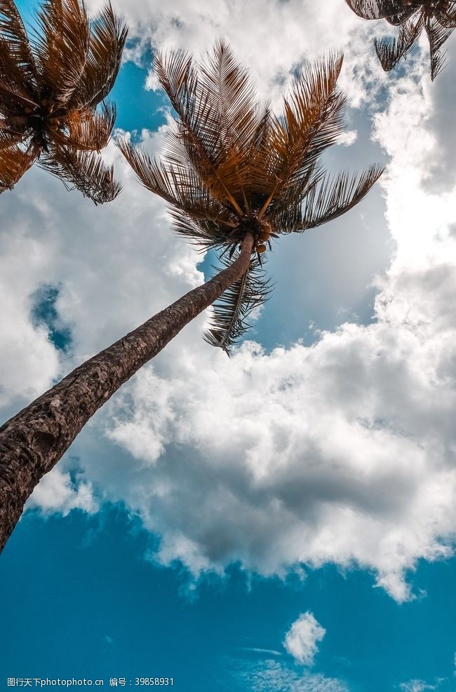 风扇棕榈树图片