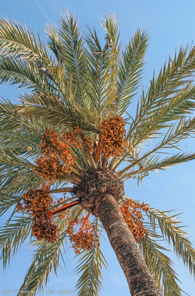 植被棕榈树图片