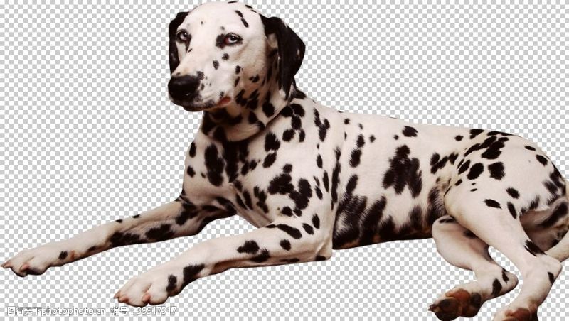 黑白狗斑点狗图片