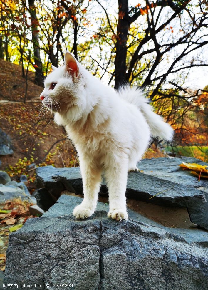 秋天枫林北京圆明园秋色猫图片