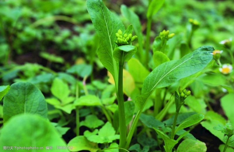 耳机菜苔图片