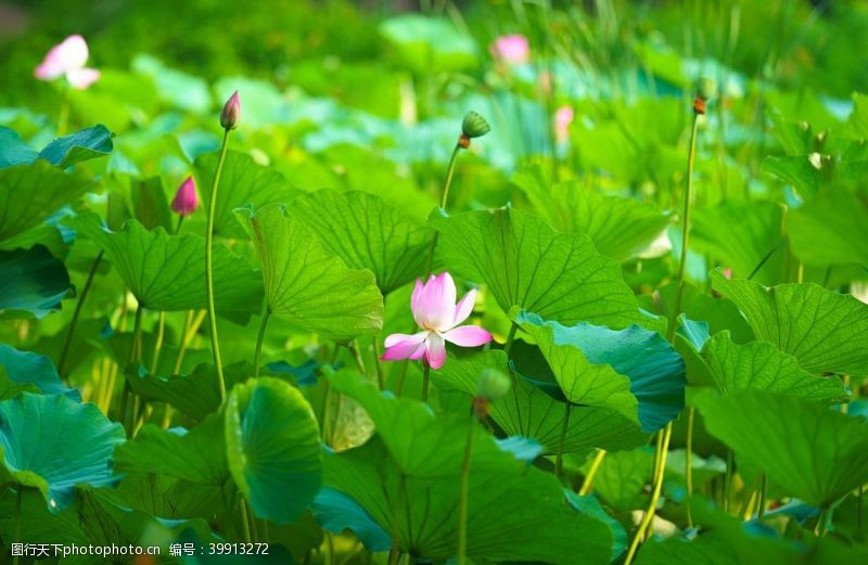彩莲池塘里盛开的莲花图片