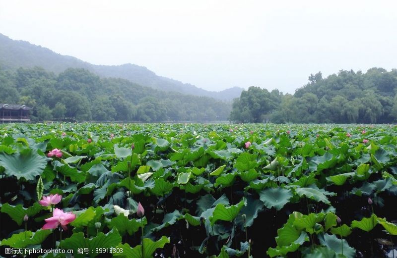 静物鲜花大片池塘莲花荷叶图片