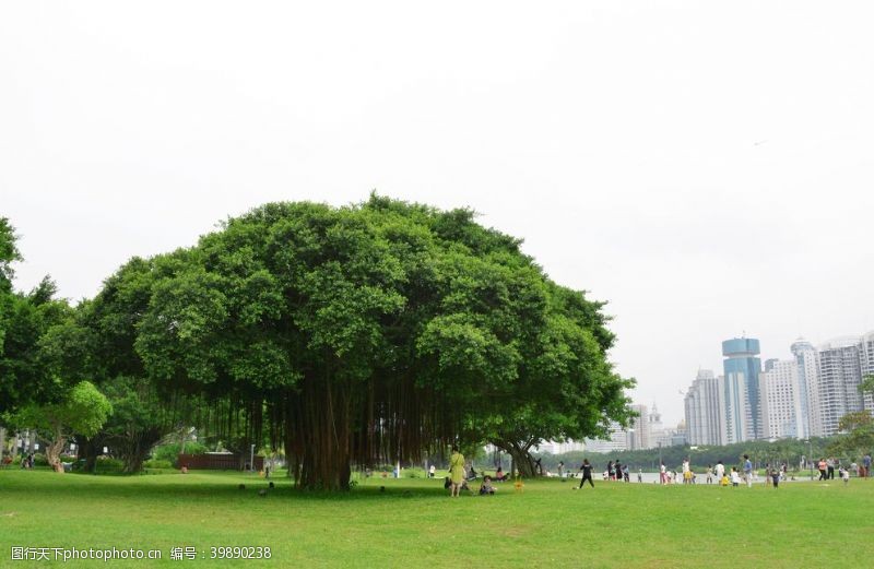 绿茶大树图片