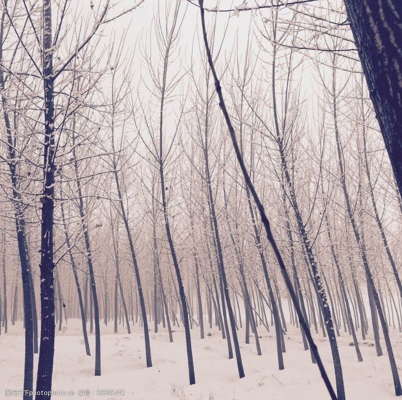 踏青冬雪树林中图片