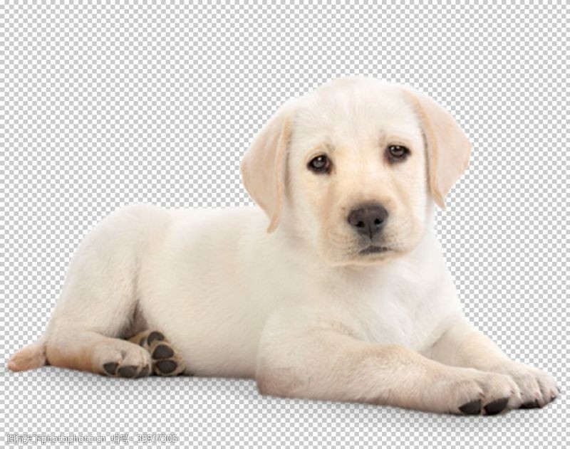 黑白狗狗图片