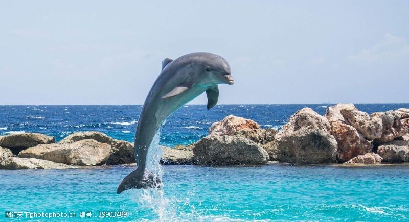 海豹海豚图片