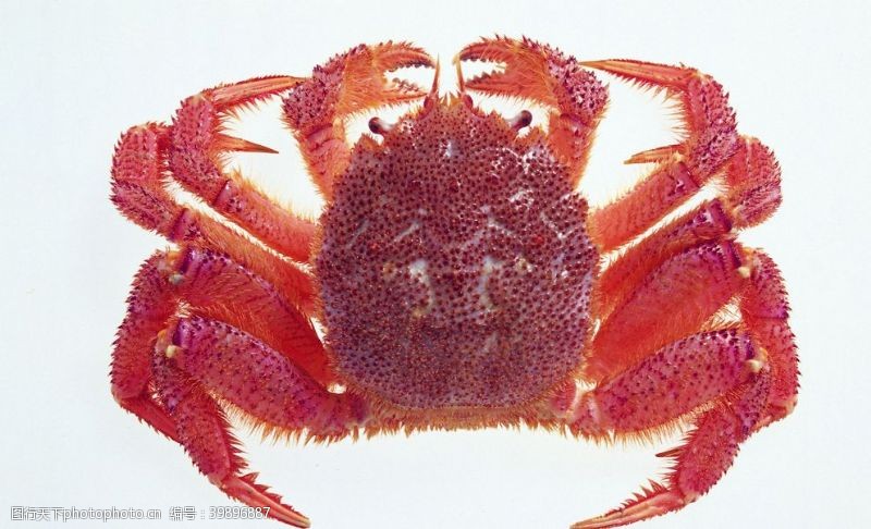 螃蟹红毛蟹图片