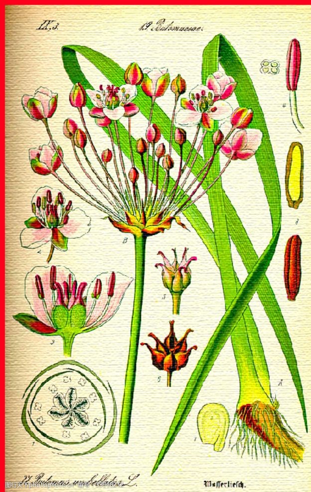 花束花草合集花朵手绘植物水彩图片