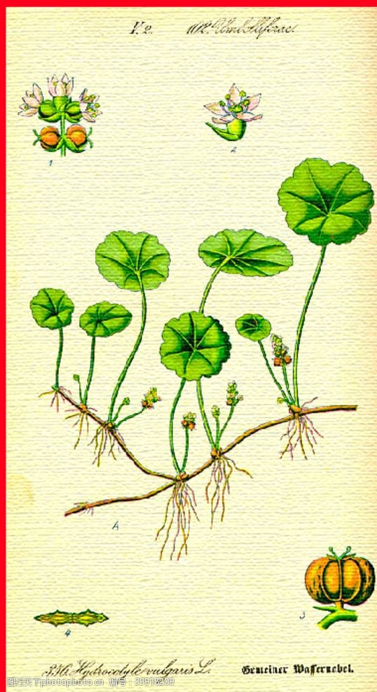 花束装饰花朵手绘植物水彩图片