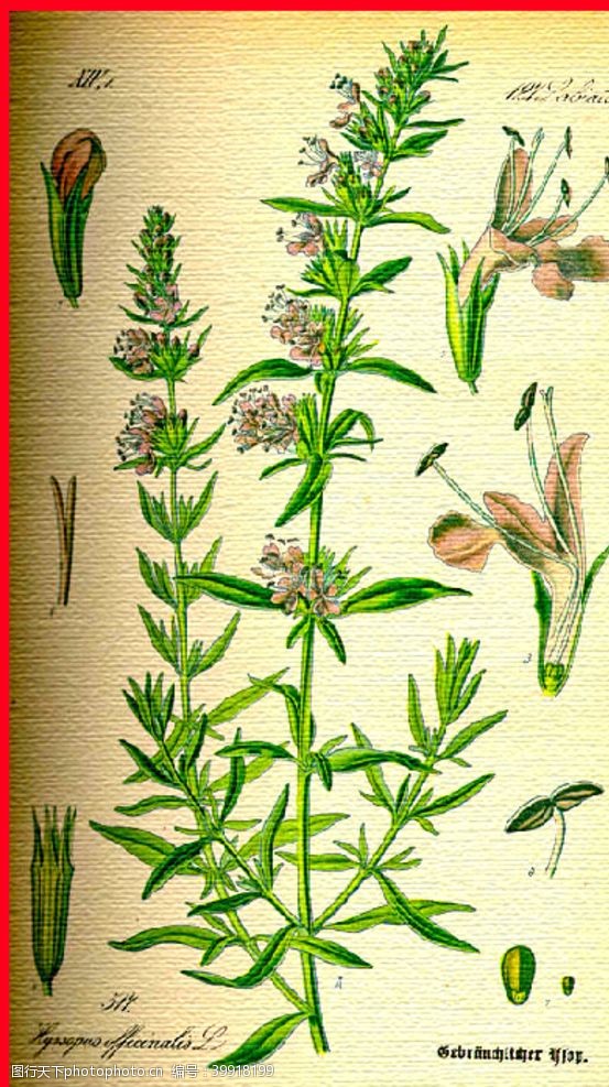 花束装饰花朵手绘植物图片