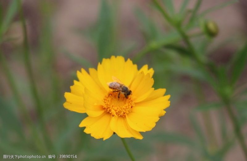 夏季旅游花朵与蜜蜂图片