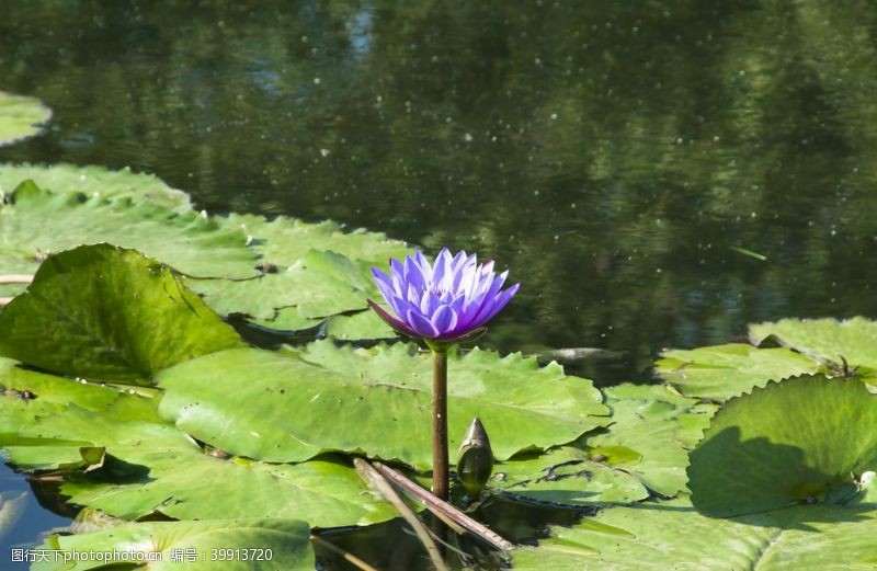 池子水花卉摄影素材莲叶睡莲横版图片
