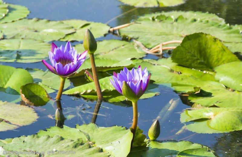 池子水花卉摄影素材莲叶睡莲图片