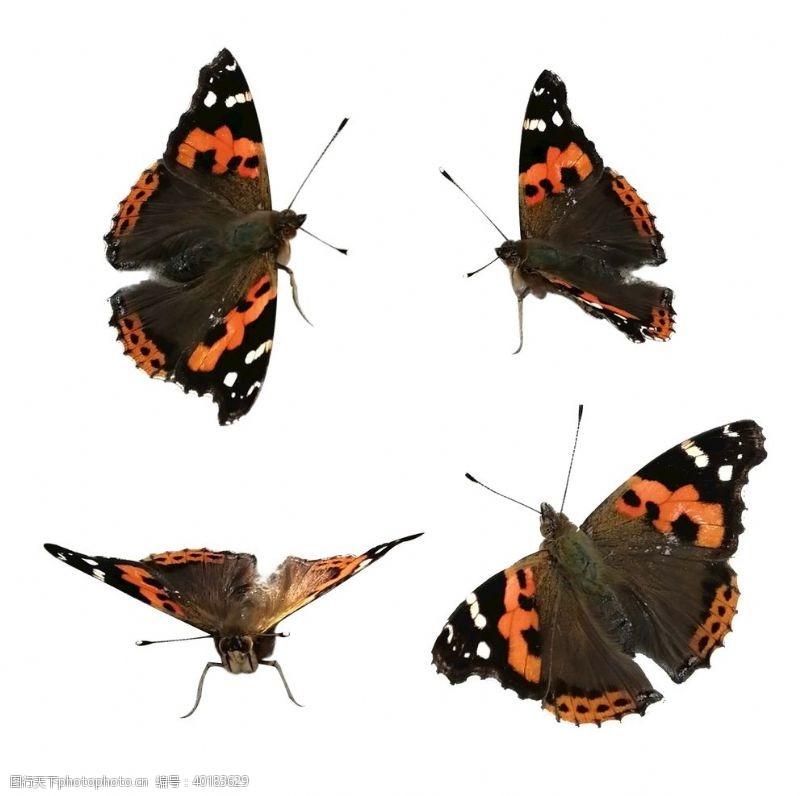 美丽蝴蝶抠图图片