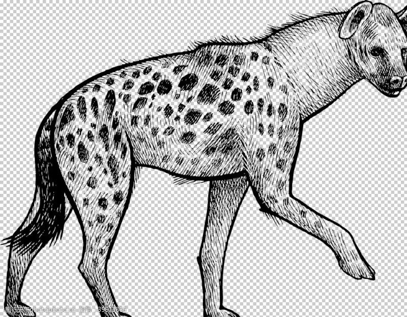 长颈鹿鬣狗图片