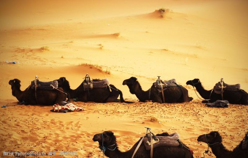 干旱骆驼群图片