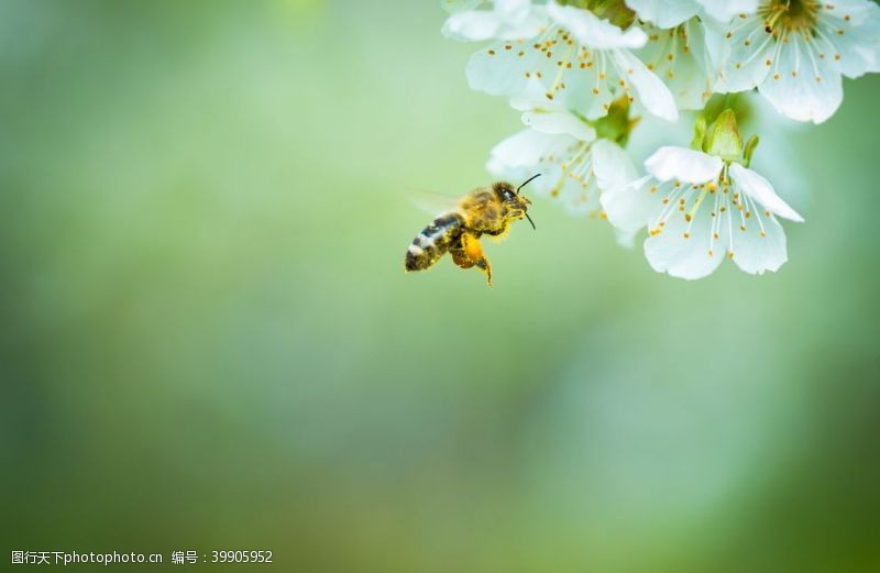 蜂蜜蜜蜂采蜜图片