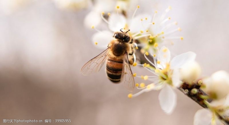 黄蜜蜜蜂图片