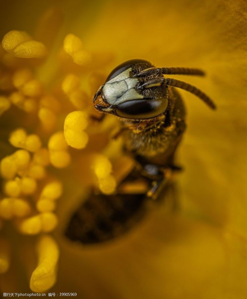 蜂蜜蜜蜂图片