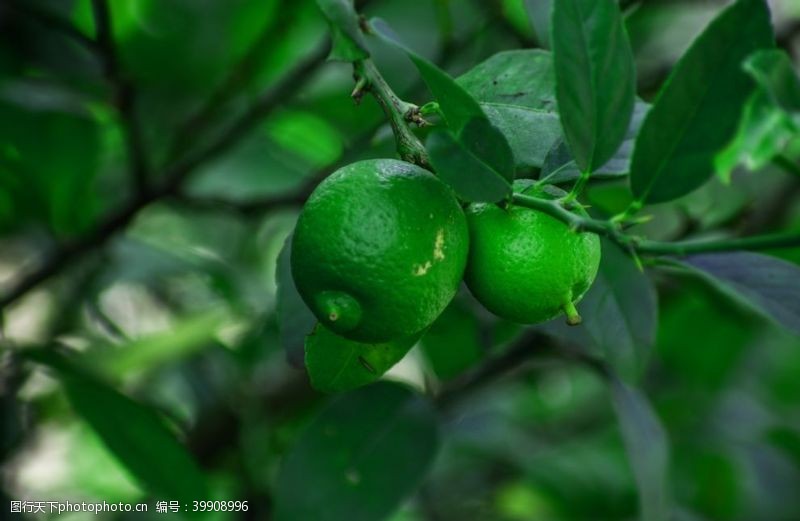 绿色茶园柠檬图片