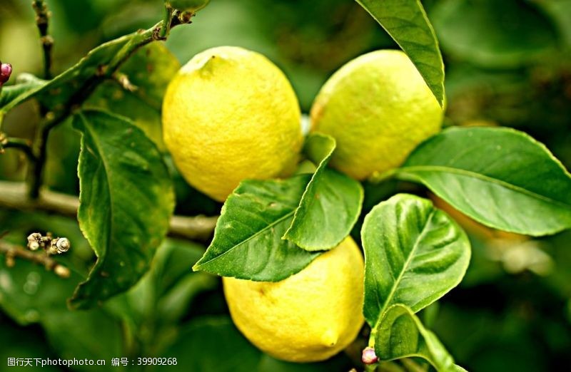 绿色茶园柠檬图片