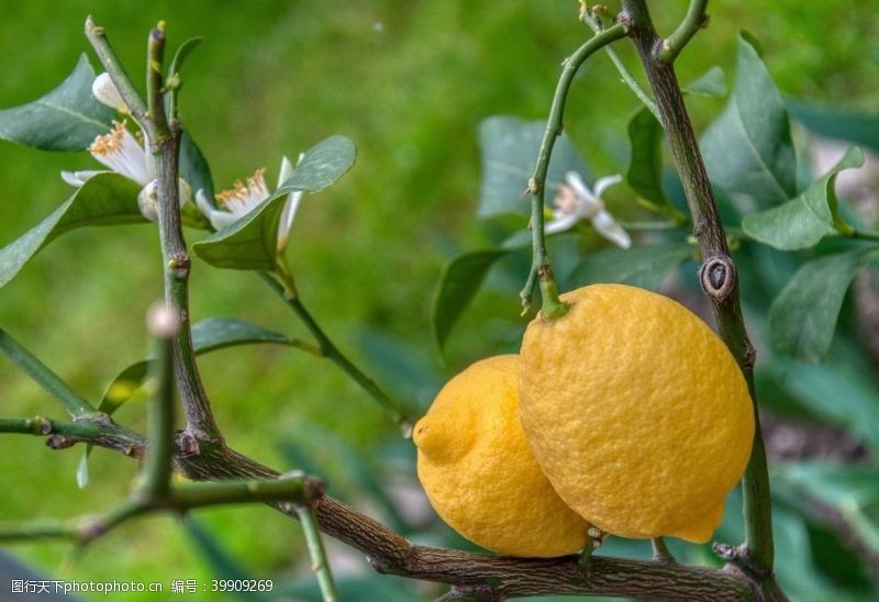 有机水果宣传柠檬图片