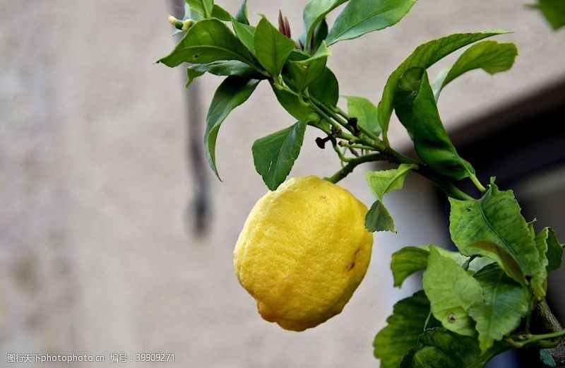 绿易拉宝柠檬图片