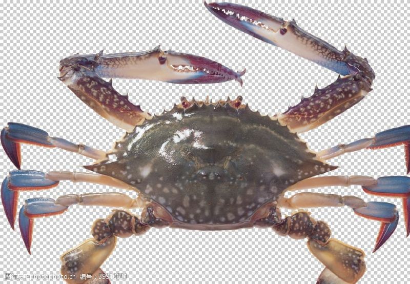 包螃蟹图片