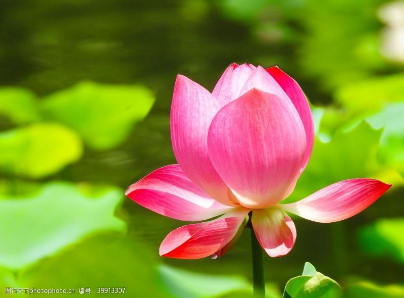美丽中国清新美丽的莲花摄影图图片