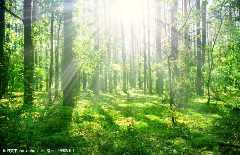 阳光树木森林中的阳光图片