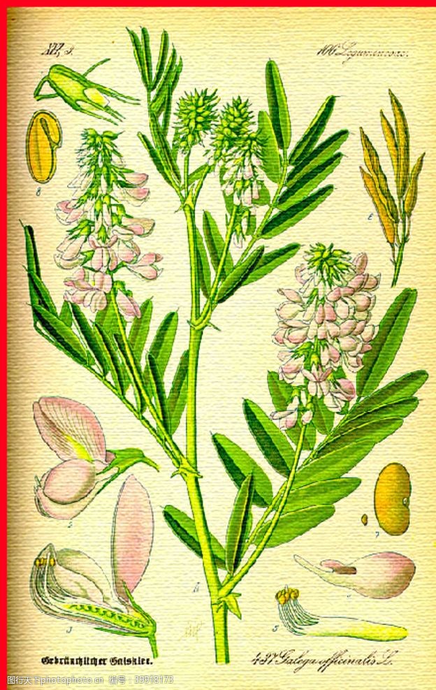 绿茶手绘植物纹理叶脉图片