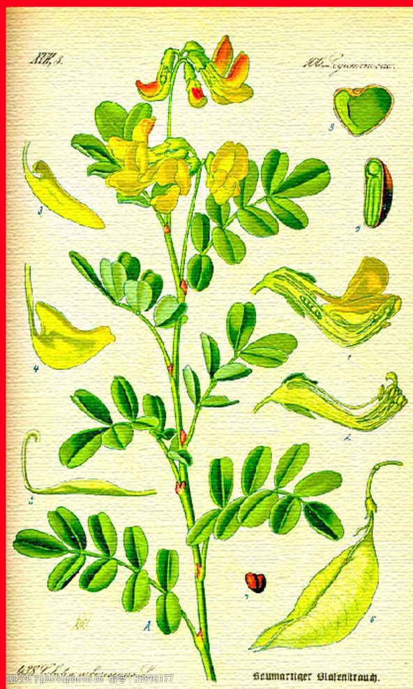 彩绘绿色树叶手绘植物叶脉图片