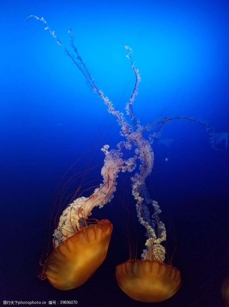 水族世界水母图片