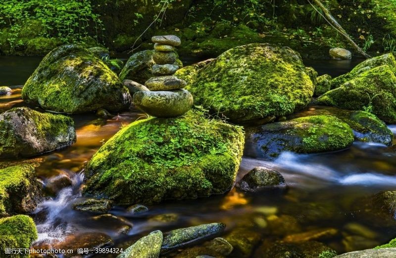 上海小院苔藓图片