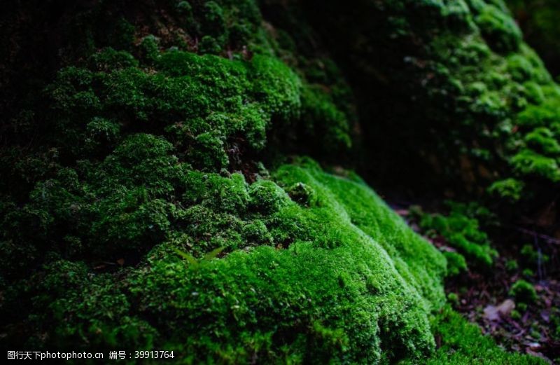 上海小院苔藓图片