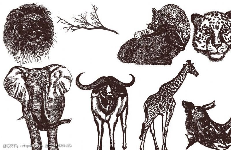 线描森林动物大象斑马猎豹图片