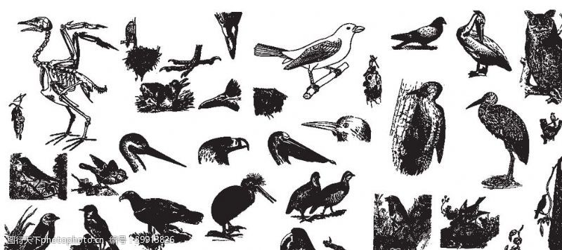 动物素描线描小鸟图片