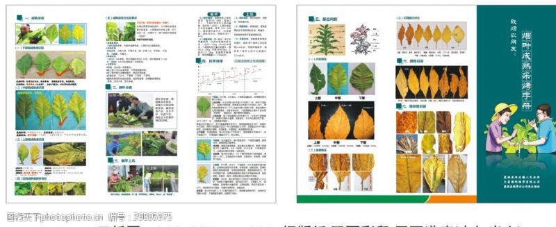 烟草烟叶手册三折页图片